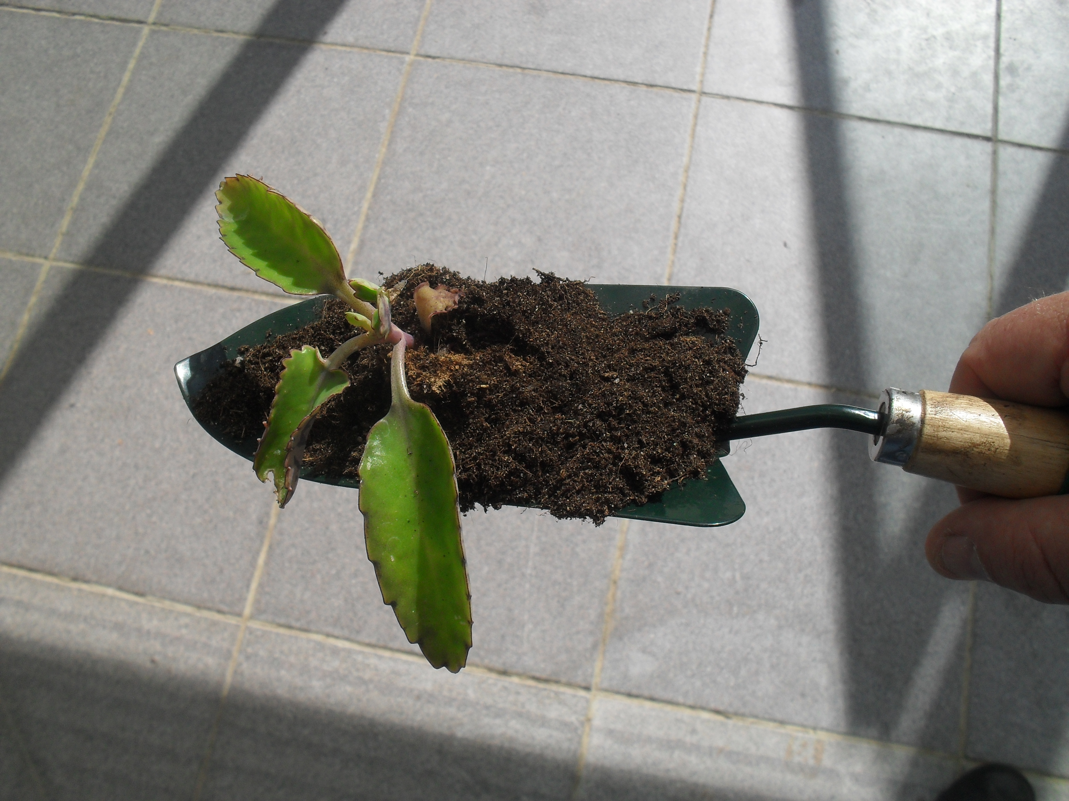 opscheptuin